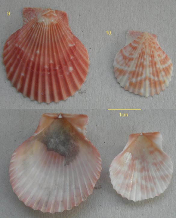 diverse piccole Pectinidae